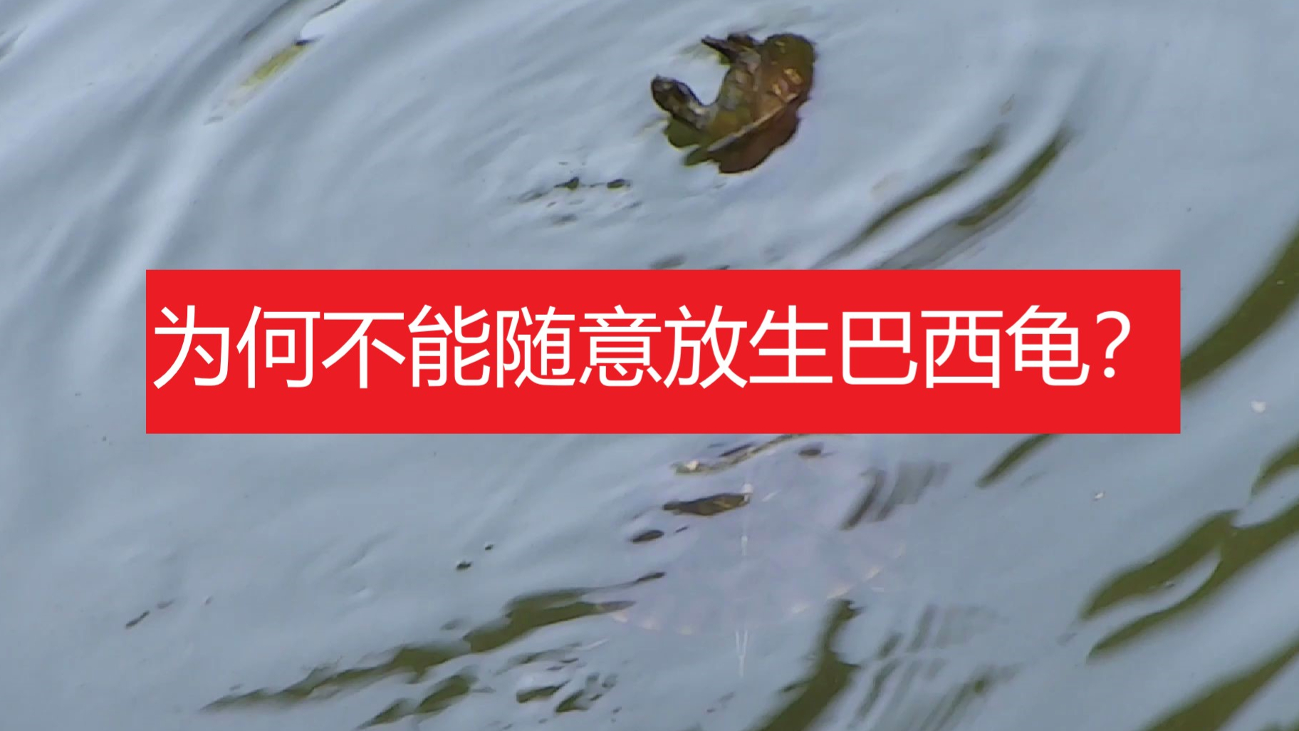 【实拍】放 生 池 屠 杀